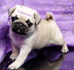 Health Tested Pug Puppies with Champion Lines!