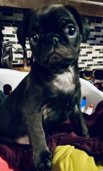 Stanley | Pug Puppy for Sale!