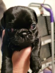 Adorable male pug puppy