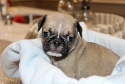 Only 3 Male Pug Puppies left! 1 Black 2 Fawn Available!