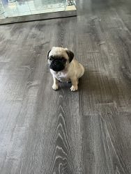 Baby pugs ready for a new home
