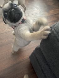 Puggss looking for a new home