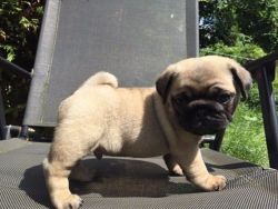 Smart Akc Pug Puppies Available