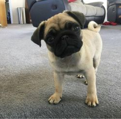 Staggering AKC Pug Puppies Available