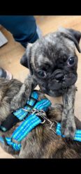Male Pug Puppy Available (Meticia)