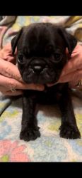 Male Pug Puppy Available (Sully)