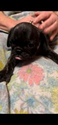 Male Pug Puppy Available (Jake) Silver Brindle