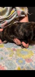 Female Pug Puppy Available (Nateri) Black Brindle