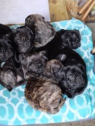Pug Puppies ready for your love and companionship