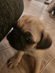 Adorable baby pugs looking for a forever home