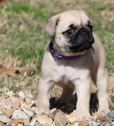 AKC Health Tested Pug Puppies