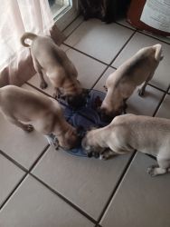 Puppies under 6 months healthy