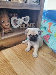 White or Fawn Pug Puppies