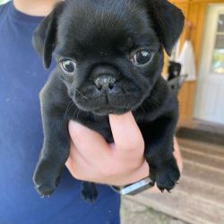 Beautiful Pug Puppies available for new homes