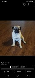 5 beautiful pugs akc champion lines females only