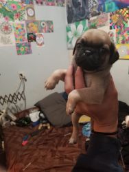 8 week old pug puppies for sale