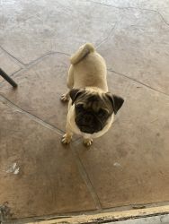 Trying to sell my pug