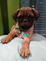Pug Puppies for Sale in Amarillo Texas
