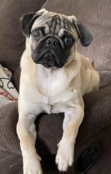 AKC registered Fawn Pug