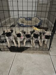 Pug Puppies For Sale!!