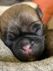 Pug Puppies Available!