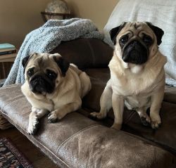 Pug puppies &1 year old ready for new home
