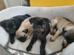 Healthy Pug puppies for sale