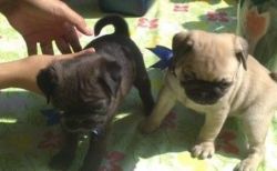 HEALTHY PUG PUPPIES AVAILABLE