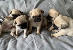 BEAUTIFUL PUG PUPPIES FOR GOOD HOME
