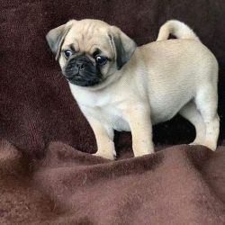 HEALTHY PUG PUPPIES FOR SALE