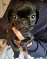 Black pug puppies for sale