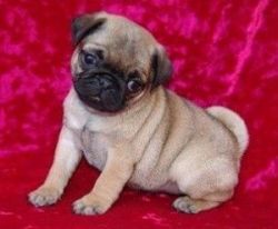 2 male Pug puppies for sale.