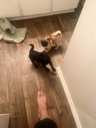 Pugs puppies for rehoming