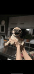 7 FULL BREED PUGS for sale