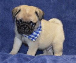 AKC pedigree Pug puppies for sale
