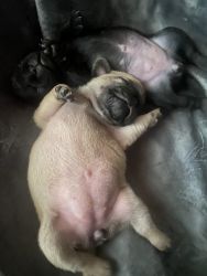 PUG PUPPIES looking for loving FOREVER homes!