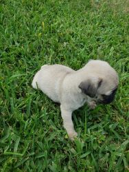 Pug pups looking for new homes