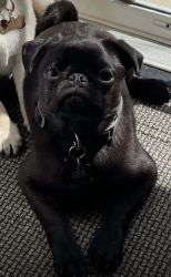 5 Month old Black Male Pug