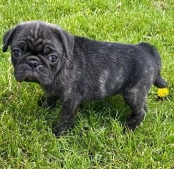 Beautiful Pug puppies available!