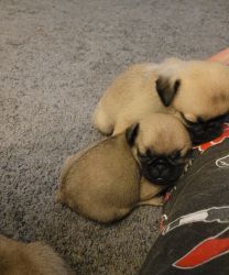 Pug puppies available pugs Male and Female