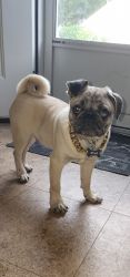 Looking for a loving home for a pug.