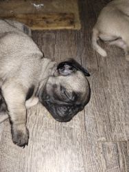 Pug puppies look for a good home