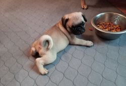 Pug Puppies - Ready for their forever homes