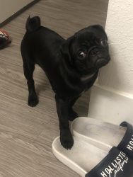 Black pug with paper