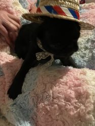 AKC Pugs are available