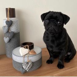 Male Pug Puppy For Sale