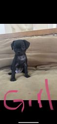 Pug chihuahua mix puppies live to play and good with others dogs