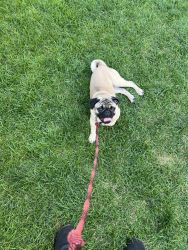 Pug looking for a new home