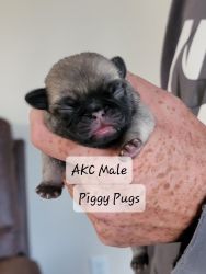 AkC Fawn Male Puppy