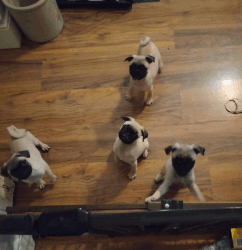 Chinese Fawn Pugs